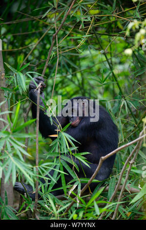 Bonobo (Pan paniscus) männlichen Erwachsenen schlafen, Lola ya Bonobo Heiligtum, Demokratische Republik Congongo Stockfoto