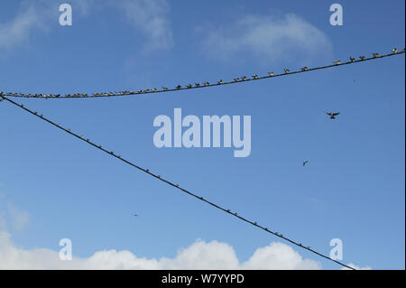 Herde von rauchschwalben (Hirundo rustica) auf die Stromleitungen während der Migration, Frankreich thront. Stockfoto