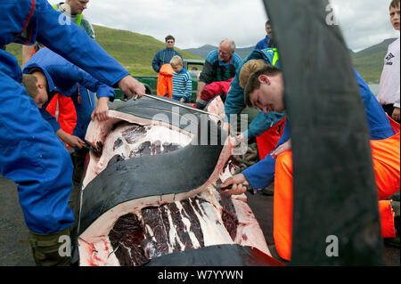 Bewohner der Färöer Schlachten 150 Lange gerippte Pilotwale (globicephala Melas) nach der traditionellen Jagd. Die Bewohner das Fleisch untereinander teilen. Färöer Inseln, August 2003. Stockfoto