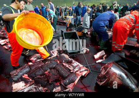 Bewohner der Färöer Schlachten 150 Lange gerippte Pilotwale (globicephala Melas) nach der traditionellen Jagd. Die Bewohner das Fleisch untereinander teilen. Färöer Inseln, August 2003. Stockfoto