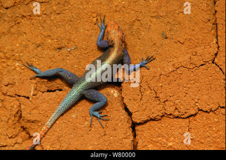 Rainbow Agama (Agama agama) Cross River State, Nigeria Stockfoto