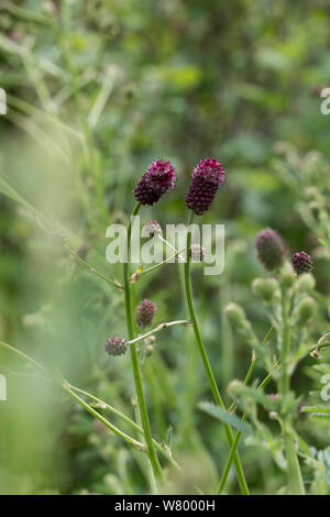 Großer Wiesenknopf, Groß-, Wiesenknopf Sanguisorba officinalis, Sanguisorba major, Sanguisorba Maior, Pimpinelle, la Grande pimprenelle, La sanguisor Stockfoto