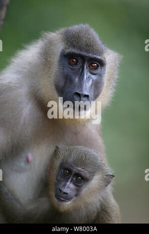 Drill (Mandrillus leucophaeus) weiblich und jung, Pandillus Heiligtum in Nigeria. Stockfoto