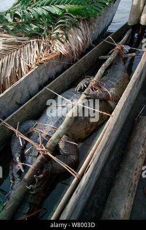 Afrikanische schlank-snouted Krokodil (Mecistops Cataphractus) für Verkauf bei Mbandaka bush Meat Market, der Demokratischen Republik Kongo. Stockfoto