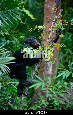 Bonobo (Pan paniscus) erwachsenen männlichen Fütterung auf Blätter, Lola Ya Bonobo Heiligtum, der Demokratischen Republik Kongo. Stockfoto