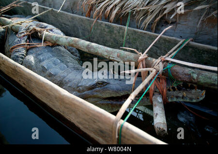 Afrikanische schlank-snouted Krokodil (Mecistops Cataphractus) für Verkauf bei Mbandaka bush Meat Market, der Demokratischen Republik Kongo. Stockfoto