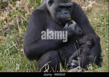 Nach weiblichen Westlichen Flachlandgorilla (Gorilla gorilla Gorilla) mit Baby, Captive bei Monkey Valley Zoo. Stockfoto