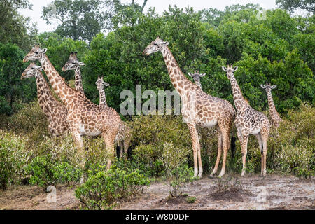 Masai Giraffe (Giraffa cameleopardalis tippelskirchi), Herde im Regen, Masai-Mara Game Reserve, Kenia Stockfoto