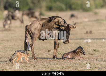 Gnus (connochaetes Taurinus) unmittelbar nach der Geburt mit Black-backed Jackal (Canis mesomelas) beobachten, Masai-Mara Game Reserve, Kenia Stockfoto