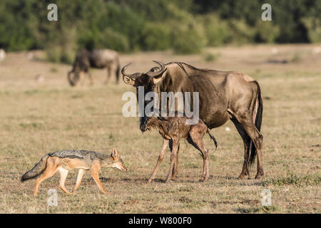 Gnus (connochaetes Taurinus) unmittelbar nach der Geburt mit Black-backed Jackal (Canis mesomelas) beobachten, Masai-Mara Game Reserve, Kenia. Stockfoto