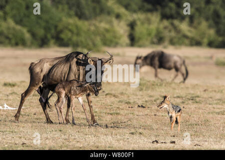 Gnus (connochaetes Taurinus) unmittelbar nach der Geburt mit Black-backed Jackal (Canis mesomelas) beobachten, Masai-Mara Game Reserve, Kenia Stockfoto