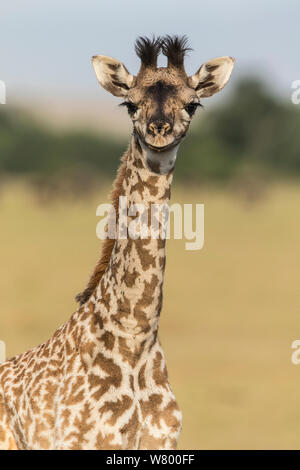Masai Giraffe (Giraffa cameleopardalis tippelskirchi) Kalb, Masai-Mara Game Reserve, Kenia Stockfoto