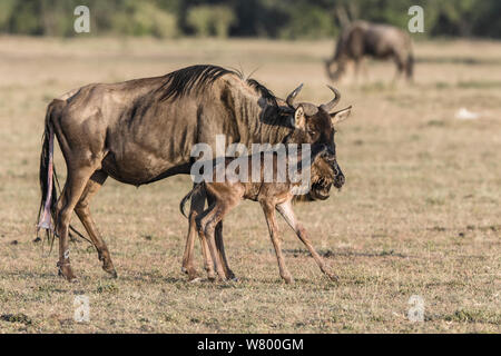 Gnus (Connochaetes Taurinus) mit ihr neugeborenes Kalb, Masai Mara Game Reserve, Kenia. Stockfoto