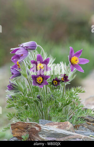 Pasque flower (Pulsatilla vulgaris) kultiviert Muster, Surrey, England Stockfoto