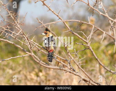 Crested Barbet (Trachyphonus vaillantii) thront, Krüger Nationalpark, Südafrika, Juli. Stockfoto