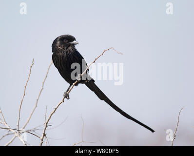 Magpie shrike (urolestes Melanoleucus) thront, Krüger Nationalpark, Südafrika, Juli. Stockfoto