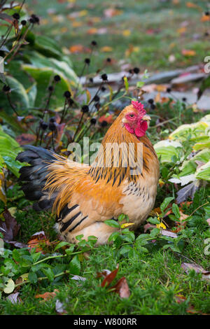 Buff brahma Bantam (Gold und Schwarz) Hahn in grüne Vegetation, Higganum, Connecticut, USA. Stockfoto