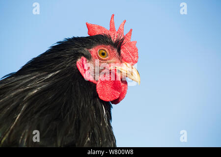 Schwarz cochin Bantam Rooster, Higganum, Connecticut, USA. Nicht-ex. Stockfoto