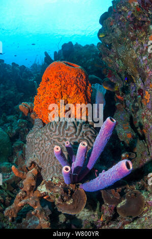 Coral Reef Landschaft mit Orange Elephant ear Schwämme (Agelas clathrodes), Herd-pipe Schwamm (Aplysina archeri) und Boulder brain Coral (Colpophyllia natans) Bonaire, Niederländische Antillen, Karibik, Atlantik. Stockfoto