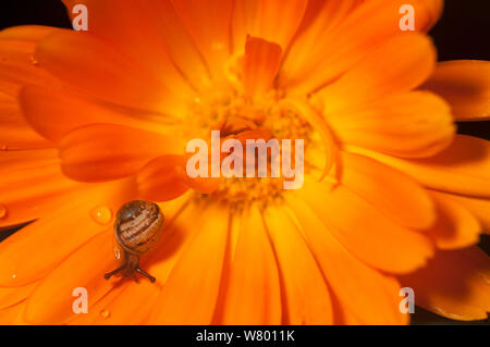 Garten Schnecke (Helix aspersa) Baby auf Ringelblume Blume, UK. Stockfoto