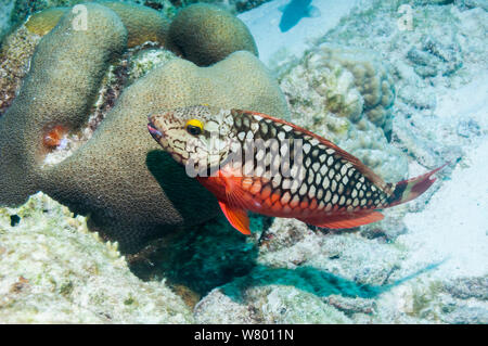 Bremsleuchte, Papageienfische (Sparisoma viride) erste Phase. Bonaire, Niederländische Antillen, Karibik, Atlantik. Stockfoto