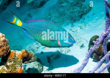 Stoplight Papageienfisch (Sparisoma Viride) terminalen Phase.  Bonaire, Niederländische Antillen, Karibik, Atlantik. Stockfoto