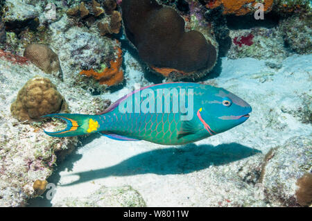 Stoplight Papageienfisch (Sparisoma Viride) terminalen Phase.  Bonaire, Niederländische Antillen, Karibik, Atlantik. Stockfoto