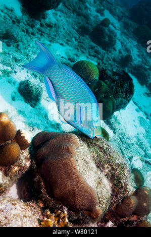 Queen Papageienfisch (Scarus vetula), terminal Phase. Männliche Beweidung auf die Coral Rock. Bonaire, Niederländische Antillen, Karibik, Atlantik. Stockfoto