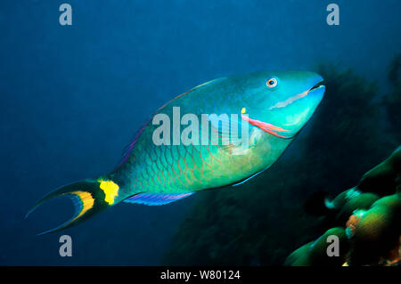 Bremsleuchte, Papageienfische (Sparisoma viride), terminal Phase, super männlich. Bonaire, Niederländische Antillen, Karibik, Atlantik. Stockfoto