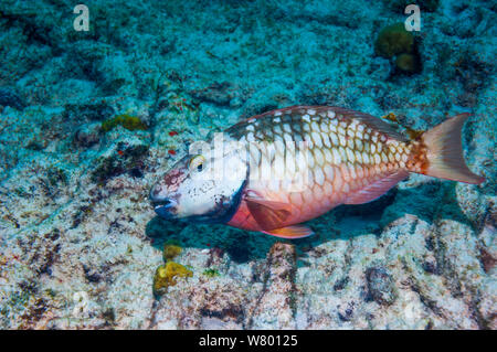 Bremsleuchte, Papageienfische (Sparisoma viride) erste Phase in terminaler Phase. Bonaire, Niederländische Antillen, Karibik, Atlantik. Stockfoto