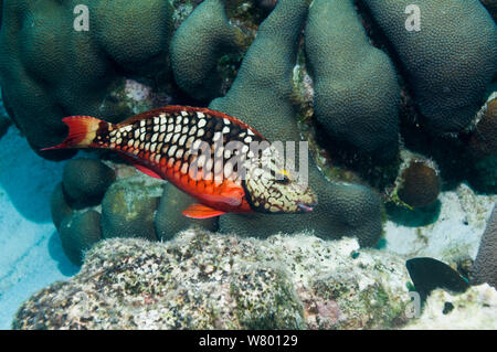 Bremsleuchte, Papageienfische (Sparisoma viride) erste Phase. Bonaire, Niederländische Antillen, Karibik, Atlantik. Stockfoto