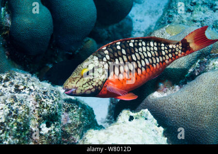 Bremsleuchte, Papageienfische (Sparisoma viride) erste Phase. Bonaire, Niederländische Antillen, Karibik, Atlantik. Stockfoto