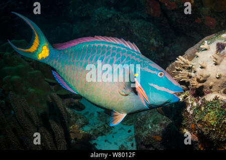 Bremsleuchte, Papageienfische (Sparisoma viride), super Männlich (wird immer männlich bleiben), terminal Phase. Bonaire, Niederländische Antillen, Karibik, Atlantik. Stockfoto