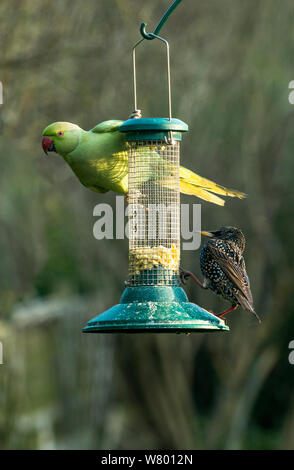 Rose-ringed oder Ring-necked parakeet (Psittacula krameri) am Futterhäuschen mit Star (Sturnus vulgaris) Urban Garden. London, UK, Februar. Stockfoto