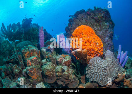 Coral Reef Landschaft mit Orange Elephant ear Schwamm (Agelas clathrodes), Herd-pipe Schwamm (Aplysina archeri) und Azure vase Schwamm (Callyspongia plicifera) Bonaire, Niederländische Antillen, Karibik, Atlantik. Stockfoto