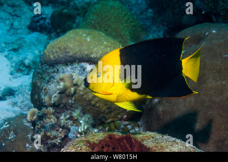 Rocky Schönheit (Holacanthus tricolor) Profil Bonaire, Niederländische Antillen, Karibik, Atlantik. Stockfoto