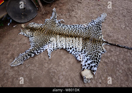 Leopard (Panthera pardus) für den Einsatz in Zeremonien und Feiern. Dorze Dorf. Äthiopien, November 2014 Stockfoto