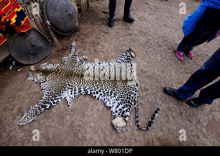 Leopard (Panthera pardus) für den Einsatz in Zeremonien und Feiern. Dorze Dorf. Äthiopien, November 2014 Stockfoto