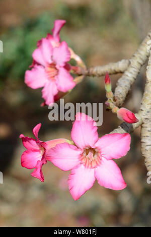 Boabab (Adansonia digitata) Blumen, untere Omo Tal. Äthiopien, November 2014 Stockfoto