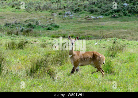 Mountain Nyala (Tragelaphus buxtoni) weiblich. Bale Mountains Nationalpark, Äthiopien. Endemisch, gefährdete Arten. Stockfoto