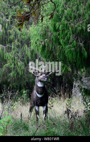 Mountain Nyala (Tragelaphus buxtoni), männlich. Bale Mountains Nationalpark, Äthiopien. Endemisch, gefährdete Arten. Stockfoto