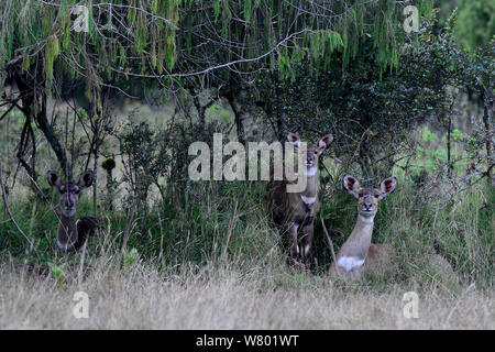 Berg nyalas (Tragelaphus buxtoni) Weibchen. Bale Mountains Nationalpark, Äthiopien. Endemisch, gefährdete Arten. Stockfoto