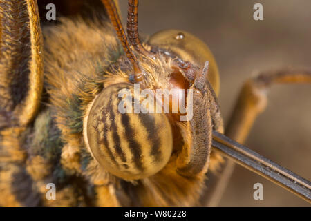 Close-up von Owl Butterfly (Caligo memnon) Kopf mit Facettenaugen. Captive, aus Mittelamerika. Stockfoto