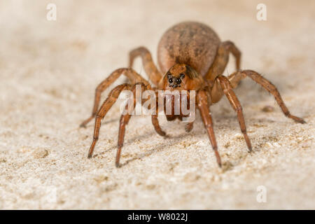 Boden wolf-Spider (Trochosa terricola) Weiblich, Nationalpark Peak District, Derbyshire, UK. April. Stockfoto