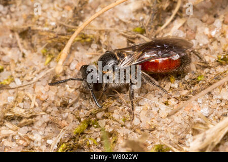 Cuckoo Biene (Sphecodes sp.) Weiblich, Nationalpark Peak District, Derbyshire, UK. April. Stockfoto