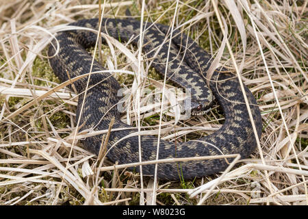 Kreuzotter (Vipera berus) weibliche Aalen in totem Gras. Nationalpark Peak District, Derbyshire, UK. April. Stockfoto