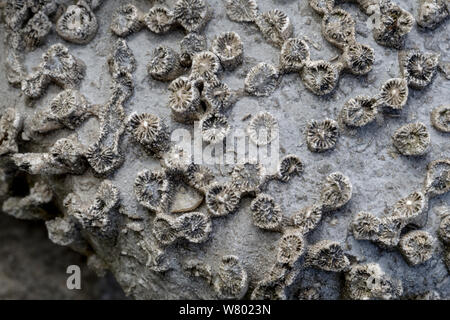 Karbon Kalkstein versteinerte Koralle (Lithostrotion sp.) Trockenmauer, Nationalpark Peak District, Derbyshire, UK. Stockfoto