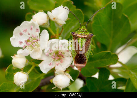 Weißdorn (Acanthosoma haemorrhoidale Shieldbug) Weißdorn (Rosa moschata), Nationalpark Peak District, Derbyshire, UK. Mai. Stockfoto