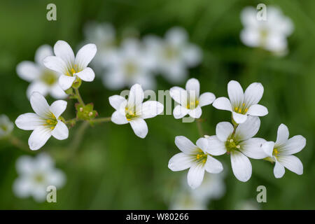 Wiese Steinbrech (Saxifraga granulata), Nationalpark Peak District, Derbyshire, UK. Mai. Stockfoto