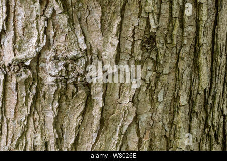 Wych Elm (Ulmus glabra) Rinde eines erwachsenen Baumes. Nationalpark Peak District, Derbyshire, UK. Mai. Stockfoto
